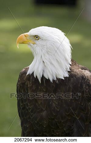 Picture - Bald Eagle (Haliaeetus Leucocephalus), Alberta Bird Of Prey Centre, Coaldale, Alberta, Canada. This Centre Rehabilitates Injured Birds And Releases Them Back To The Wild Whenever Possible.. Fotosearch