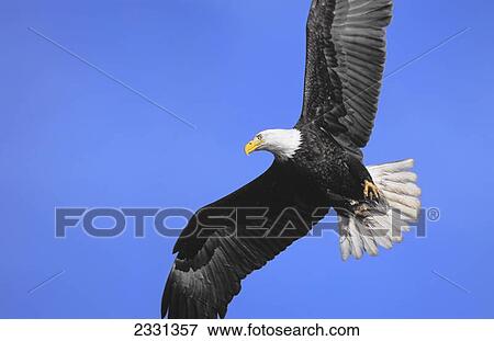 Bald eagle (haliaeetus leucocephalus) soaring in a blue sky; British columbia canada View Large Photo Image Stock Photo - Bald eagle (haliaeetus leucocephalus) soaring in a blue sky; British columbia canada. Fotosearch
