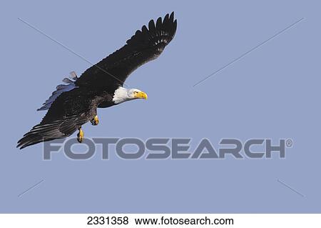 Stock Photo - Bald eagle (haliaeetus leucocephalus) soaring in a blue sky; British columbia canada. Fotosearch