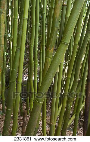 Stock Image - Bamboo; Maui hawaii united states of america. Fotosearch