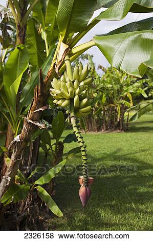 Stock Photo - Bananas growing on a tree; Honolulu maui hawaii united states of america. Fotosearch