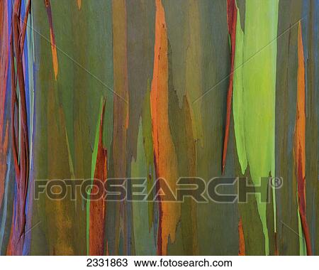 Stock Image - Bark of a rainbow eucalyptus tree (eucalyptus deglupta); Maui hawaii united states of america. Fotosearch