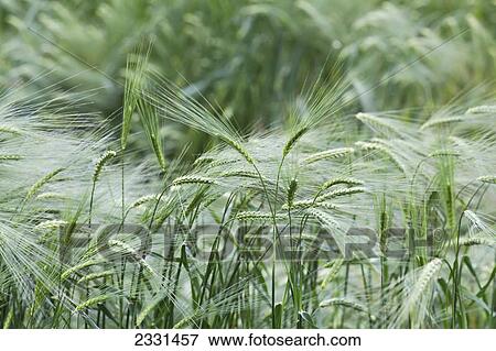 Barley field; Palmer alaska united states of america View Large Photo Image Stock Photo - Barley field; Palmer alaska united states of america. Fotosearch