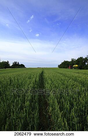 Barley Field, With Shelterbelts To Prevent Soil Erosion View Large Photo Image Stock Photo - Barley Field, With Shelterbelts To Prevent Soil Erosion. Fotosearch