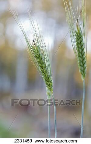 Stock Photo - Barley growing; Palmer alaska united states of america. Fotosearch