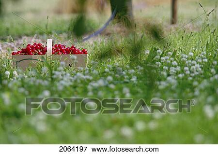 Basket Of Cherries Sitting On The Grass In Cherry Orchard, Ontario View Large Photo Image Stock Photo - Basket Of Cherries Sitting On The Grass In Cherry Orchard, Ontario. Fotosearch