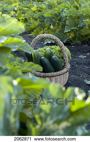 Basket Of Cucumbers In Organic Garden, Manitoba, Canada View Large Photo Image Stock Image - Basket Of Cucumbers In Organic Garden, Manitoba, Canada. Fotosearch