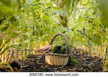 Basket Of Organic Vegetables In Rows Of Corn, Organic Garden, Manitoba, Canada View Large Photo Image Stock Image - Basket Of Organic Vegetables In Rows Of Corn, Organic Garden, Manitoba, Canada. Fotosearch
