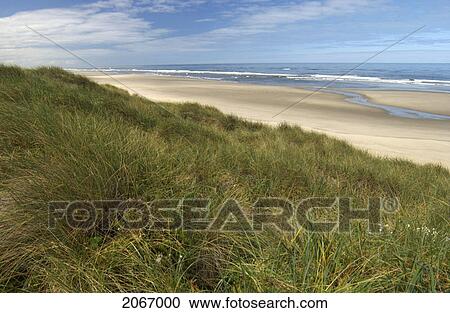Beach Grass And Sandy Beach, Oregon Coast, Oregon, Usa View Large Photo Image Stock Image - Beach Grass And Sandy Beach, Oregon Coast, Oregon, Usa. Fotosearch