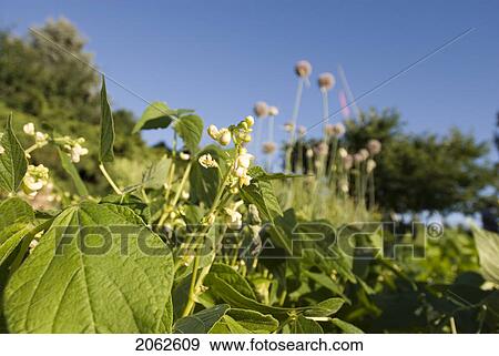 Stock Photo - Bean Plants, Okanagan Centre, Bc, Canada. Fotosearch
