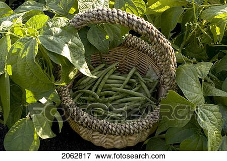 Beans In Basket, Organic Garden, Manitoba, Canada View Large Photo Image Stock Photo - Beans In Basket, Organic Garden, Manitoba, Canada. Fotosearch