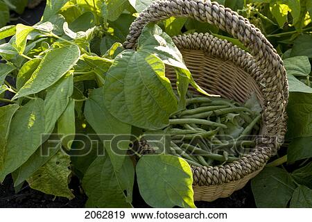 Stock Photo - Beans In Basket, Organic Garden, Manitoba, Canada. Fotosearch