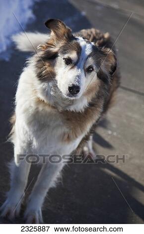 Stock Photo - Beautiful border collie/shepherd cross poses for portrait; Parkland county alberta canada. Fotosearch