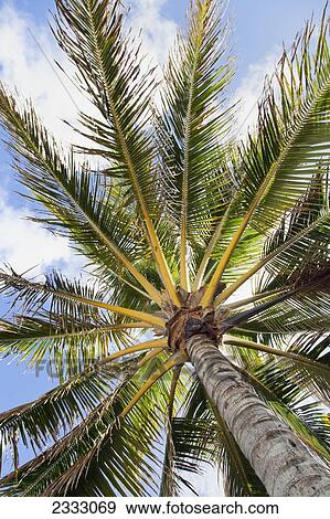 Beautiful palm tree detail seen from below; Honolulu oahu hawaii united states of america View Large Photo Image Stock Photo - Beautiful palm tree detail seen from below; Honolulu oahu hawaii united states of america. Fotosearch