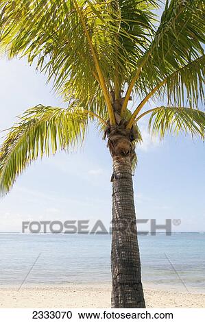 Beautiful palm tree on the beach; Honolulu oahu hawaii united states of america View Large Photo Image Stock Image - Beautiful palm tree on the beach; Honolulu oahu hawaii united states of america. Fotosearch