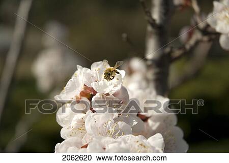 Stock Image - Bee On Apricot Blossoms, Okanagan Centre, Bc Canada. Fotosearch