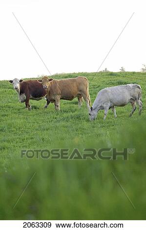 Beef Cattle Grazing In A Field, Canada, Ontario, Jerseyville View Large Photo Image Stock Photo - Beef Cattle Grazing In A Field, Canada, Ontario, Jerseyville. Fotosearch