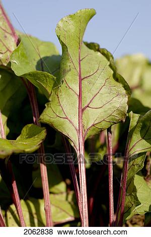 Beet Leaves In Organic Garden, Manitoba, Canada View Large Photo Image Stock Photo - Beet Leaves In Organic Garden, Manitoba, Canada. Fotosearch