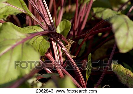 Stock Image - Beet Stems And Greens In Organic Garden, Manitoba, Canada. Fotosearch