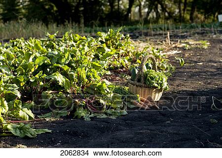 Picture - Beets, Carrots, Basket Of Cucumbers In Organic Garden, Manitoba, Canada. Fotosearch