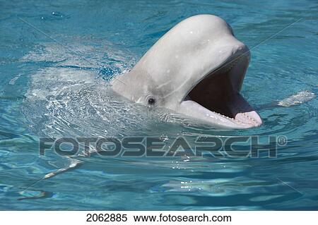 Beluga Whale At Marineland - Niagara Falls Ontario, Canada View Large Photo Image Stock Photography - Beluga Whale At Marineland - Niagara Falls Ontario, Canada. Fotosearch