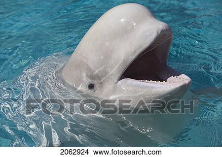 Beluga Whale In Captivity - Marineland - Niagara Falls, Ontario, Canada View Large Photo Image Picture - Beluga Whale In Captivity - Marineland - Niagara Falls, Ontario, Canada. Fotosearch