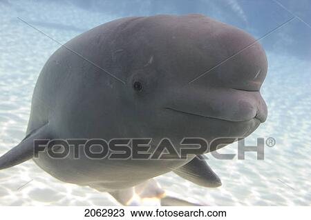 Stock Image - Beluga Whale In Captivity - Marineland - Niagara Falls, Ontario, Canada. Fotosearch