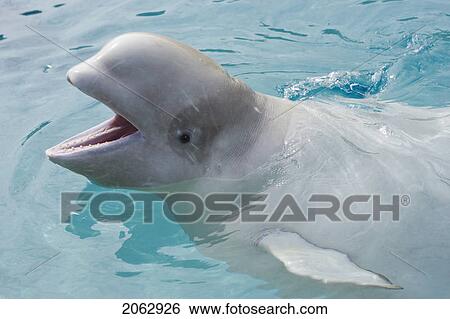 Stock Photograph - Beluga Whale In Captivity - Marineland - Niagara Falls, Ontario, Canada. Fotosearch
