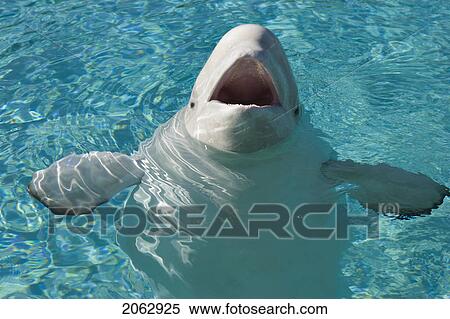 Beluga Whale In Captivity - Marineland - Niagara Falls, Ontario, Canada View Large Photo Image Stock Photography - Beluga Whale In Captivity - Marineland - Niagara Falls, Ontario, Canada. Fotosearch