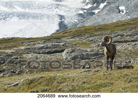 Bighorn Sheep In An Alpine Meadow. Wilcox Pass, Jasper National Park, Alberta View Large Photo Image Stock Photo - Bighorn Sheep In An Alpine Meadow. Wilcox Pass, Jasper National Park, Alberta. Fotosearch