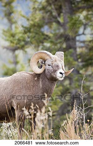Stock Image - Bighorn Sheep Ram In Autumn, Jasper National Park, Alberta, Canada. Fotosearch