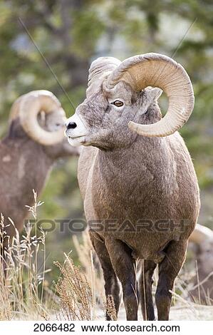 Bighorn Sheep Ram In Autumn, Jasper National Park, Alberta, Canada View Large Photo Image Stock Image - Bighorn Sheep Ram In Autumn, Jasper National Park, Alberta, Canada. Fotosearch