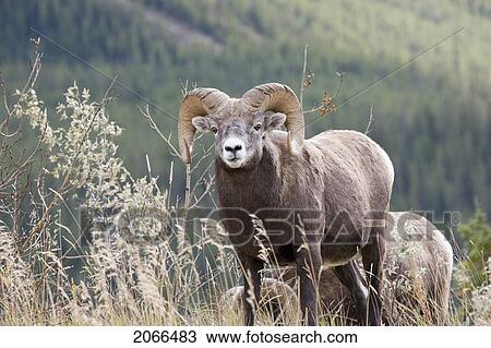Stock Image - Bighorn Sheep Ram In Autumn, Jasper National Park, Alberta, Canada. Fotosearch