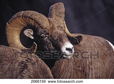 Bighorn Sheep Ram, Jasper National Park Alberta, Canada View Large Photo Image Stock Photo - Bighorn Sheep Ram, Jasper National Park Alberta, Canada. Fotosearch