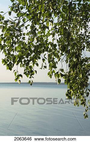 Birch Leaves Clear Lake; Canada, Manitoba, Riding Mountain National Park View Large Photo Image Stock Photograph - Birch Leaves Clear Lake; Canada, Manitoba, Riding Mountain National Park. Fotosearch