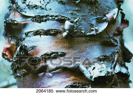 Stock Photography - Birch Tree, Baysville, Ontario.. Fotosearch