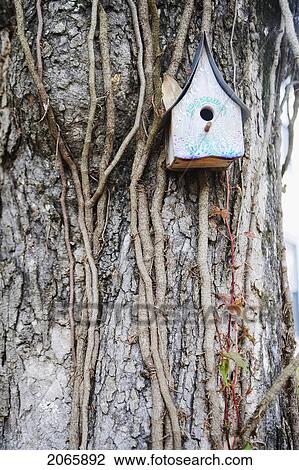 Bird House On A Tree, Jacksonville, Florida View Large Photo Image Stock Image - Bird House On A Tree, Jacksonville, Florida. Fotosearch