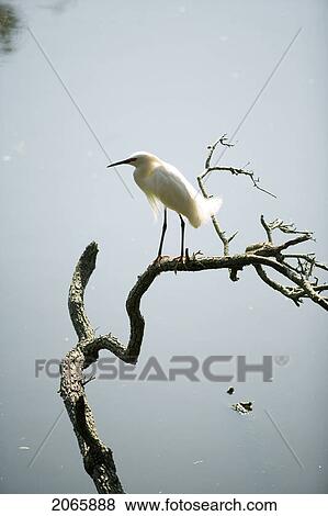 Bird On A Branch, Jacksonville, Florida View Large Photo Image Stock Photo - Bird On A Branch, Jacksonville, Florida. Fotosearch