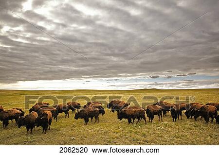 Stock Image - Bison Grazing, Saskatchewan, Canada. Fotosearch