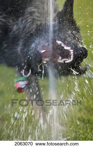 Black And Brown Mixed Breed Dog Drinks Water From Hose Above It, Canada, Alberta View Large Photo Image Stock Image - Black And Brown Mixed Breed Dog Drinks Water From Hose Above It, Canada, Alberta. Fotosearch