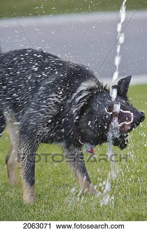 Black And Brown Mixed Breed Dog Drinks Water From Hose Above It, Canada, Alberta View Large Photo Image Stock Image - Black And Brown Mixed Breed Dog Drinks Water From Hose Above It, Canada, Alberta. Fotosearch