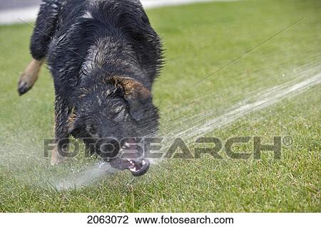 Black And Brown Mixed Breed Dog With Mouth Sprayed By Water, Canada, Alberta View Large Photo Image Stock Image - Black And Brown Mixed Breed Dog With Mouth Sprayed By Water, Canada, Alberta. Fotosearch