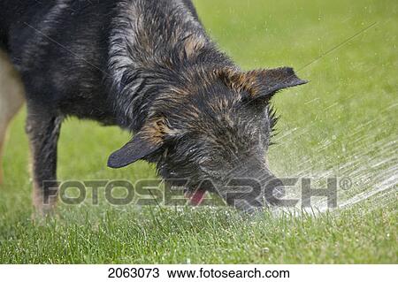 Stock Image - Black And Brown Mixed Breed Dog With Mouth Sprayed By Water, Canada, Alberta. Fotosearch