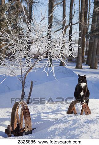Stock Photography - Black and white cat sits on half buried wheels to bask in the warmth of the sun; Parkland county alberta canada. Fotosearch