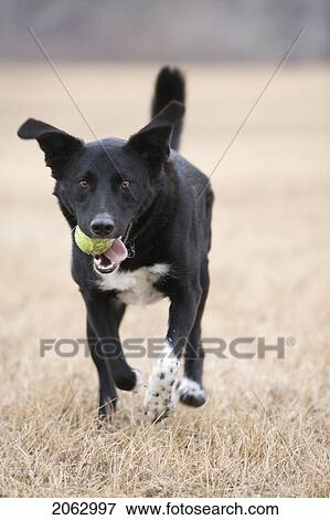 Black And White Dog Running Toward Camera, Canada, Alberta View Large Photo Image Stock Photo - Black And White Dog Running Toward Camera, Canada, Alberta. Fotosearch