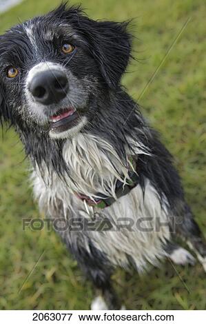 Black And White Mixed Breed Dog Seated, Looking Upward, Canada, Alberta View Large Photo Image Stock Photo - Black And White Mixed Breed Dog Seated, Looking Upward, Canada, Alberta. Fotosearch