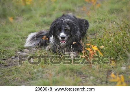 Black And White Mixed Breed Dog Crouching On Grass, Canada, Alberta View Large Photo Image Stock Photo - Black And White Mixed Breed Dog Crouching On Grass, Canada, Alberta. Fotosearch