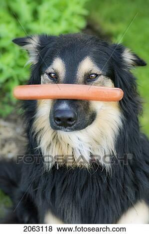 Black And White Mixed Breed Dog Balanced A Weiner On Nose, Canada, Alberta View Large Photo Image Stock Photo - Black And White Mixed Breed Dog Balanced A Weiner On Nose, Canada, Alberta. Fotosearch