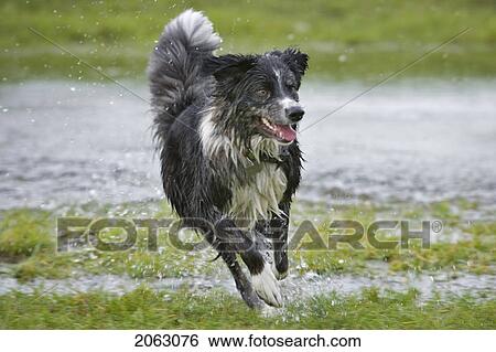 Black And White Mixed Breed Dog Running, Canada, Alberta View Large Photo Image Stock Photograph - Black And White Mixed Breed Dog Running, Canada, Alberta. Fotosearch