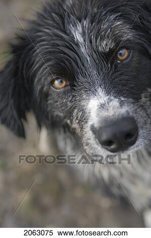 Black And White Mixed Breed Dog Sitting, Canada, Alberta View Large Photo Image Stock Photography - Black And White Mixed Breed Dog Sitting, Canada, Alberta. Fotosearch